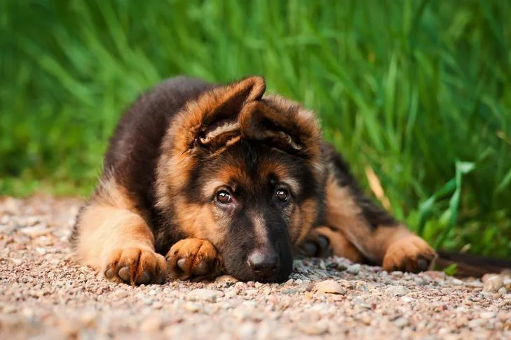 Tips for House Training a German Shepherd Puppy