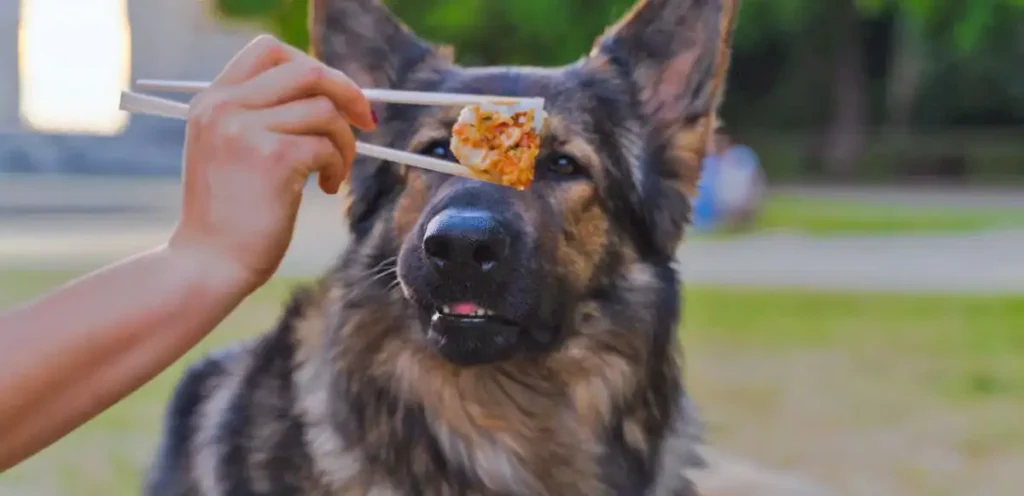 Can German Shepherds Eat Cheese? Understanding the Benefits & Risks 
