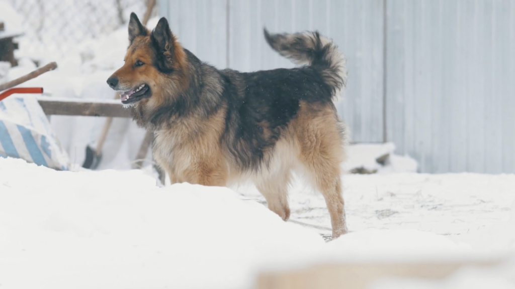 GSD in Winter: How Much Cold German Shepherd Can Handle?
