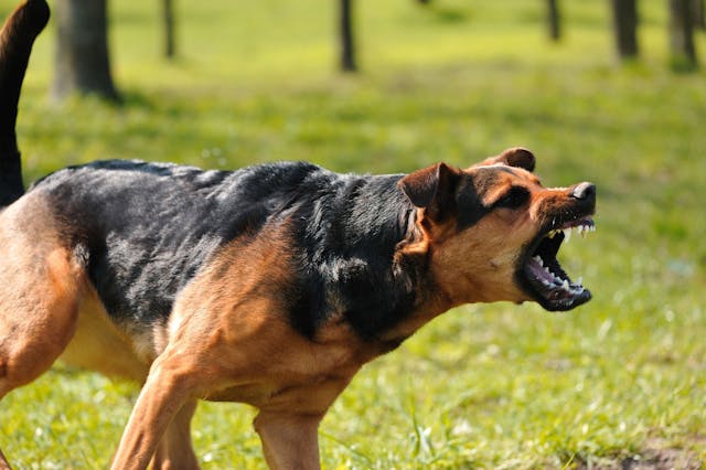 Myth Busted: Are German Shepherds Really Aggressive?