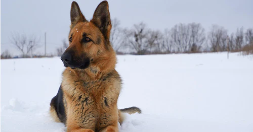 Is 50 Degrees Too Cold For a German Shepherd?