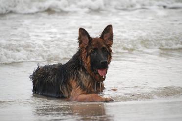 Can German Shepherds Swim? What Every GSD Owner Should Know