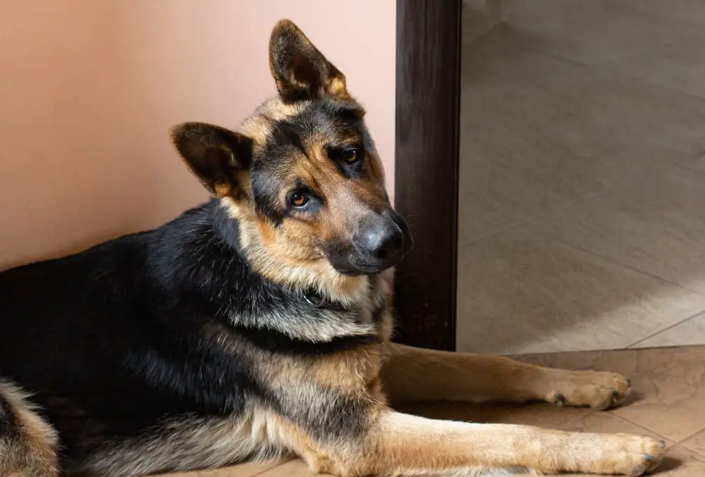 Are German Shepherds Stubborn? What You Need to Know