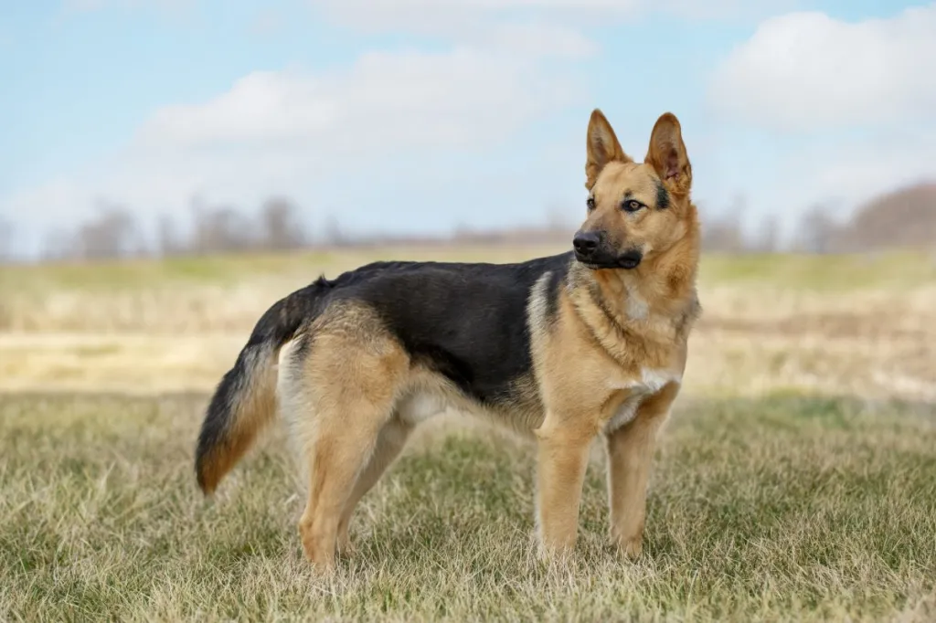 Myth Busted: Are German Shepherds Really Aggressive?
