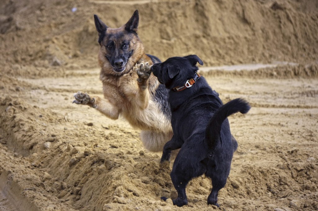 Are German Shepherds Good With Other Dogs? Tips for Socializing Your Pup
