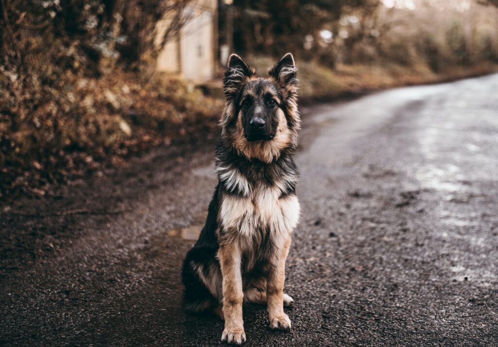 Are German Shepherds Outside Dogs? Pros and Cons