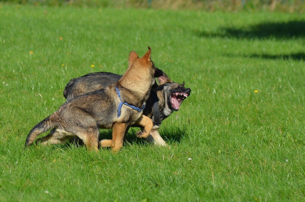 Are German Shepherds Good With Other Dogs? Tips for Socializing Your Pup
