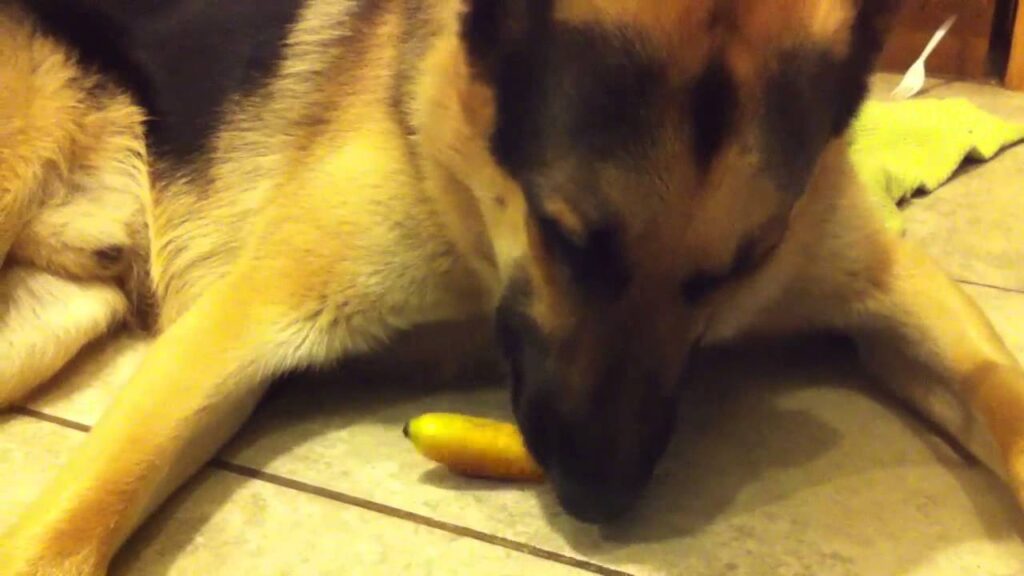 Can German Shepherds Eat Bananas? Yes or NO
