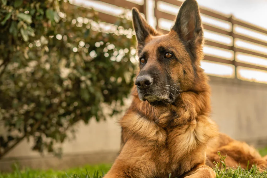 What do German Shepherds Usually Die From? GSD Lifespan
