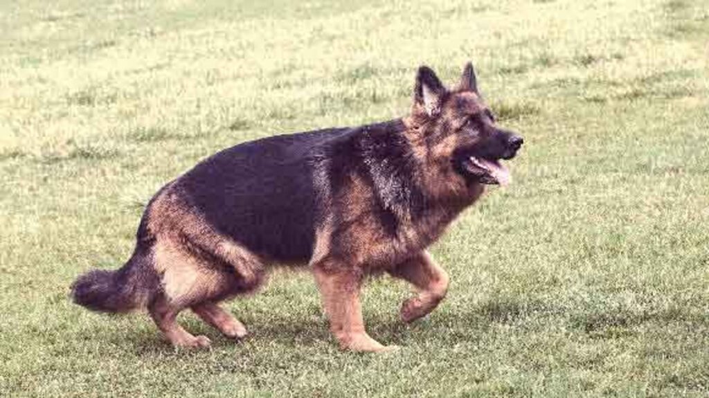 Are German Shepherds Outside Dogs? Pros and Cons
