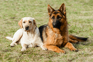 Are German Shepherds Good With Other Dogs? Tips for Socializing Your Pup
