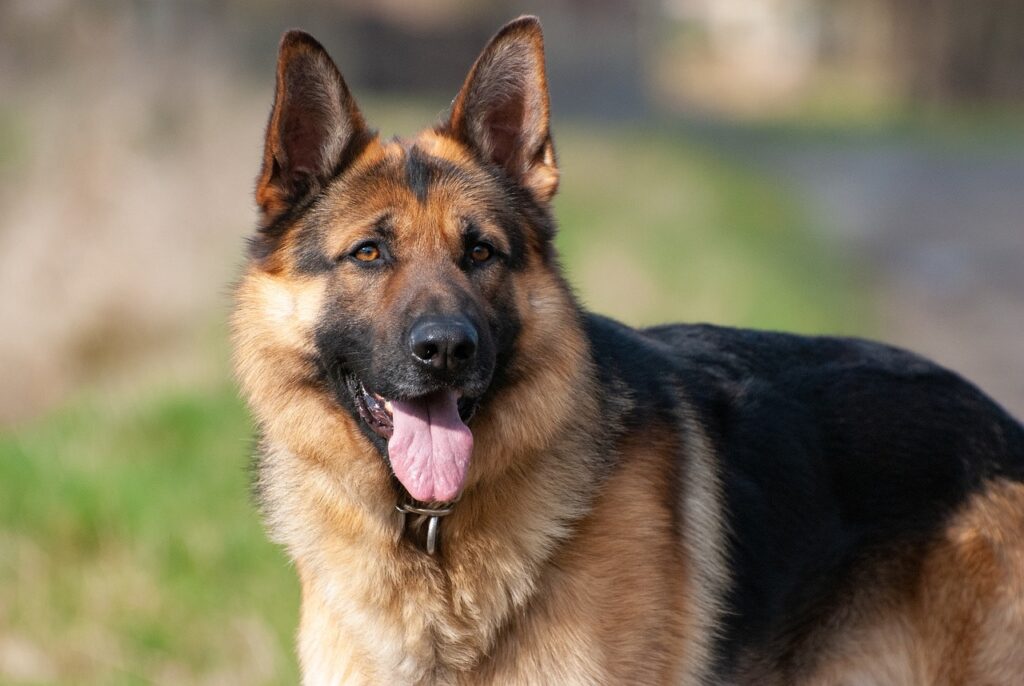 What do German Shepherds Usually Die From? GSD Lifespan
