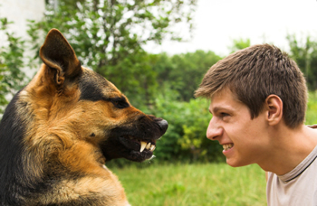 Can You Trust Your German Shepherd Not to Turn on You?
