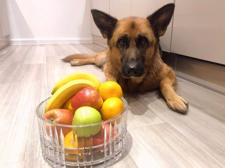 Can German Shepherds Eat Bananas? Yes or NO
