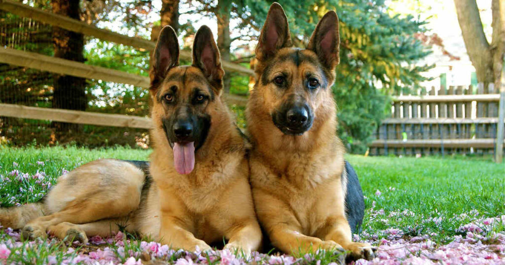 Are German Shepherds Outside Dogs? Pros and Cons
