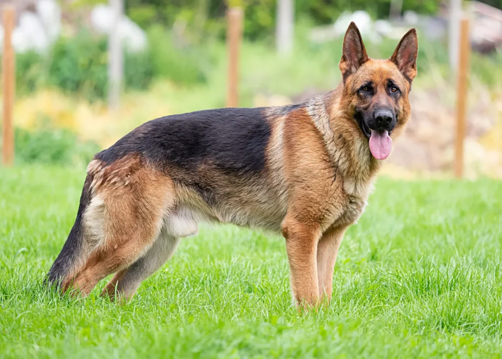 Are German Shepherds Good Hunting Dogs? Yes or No