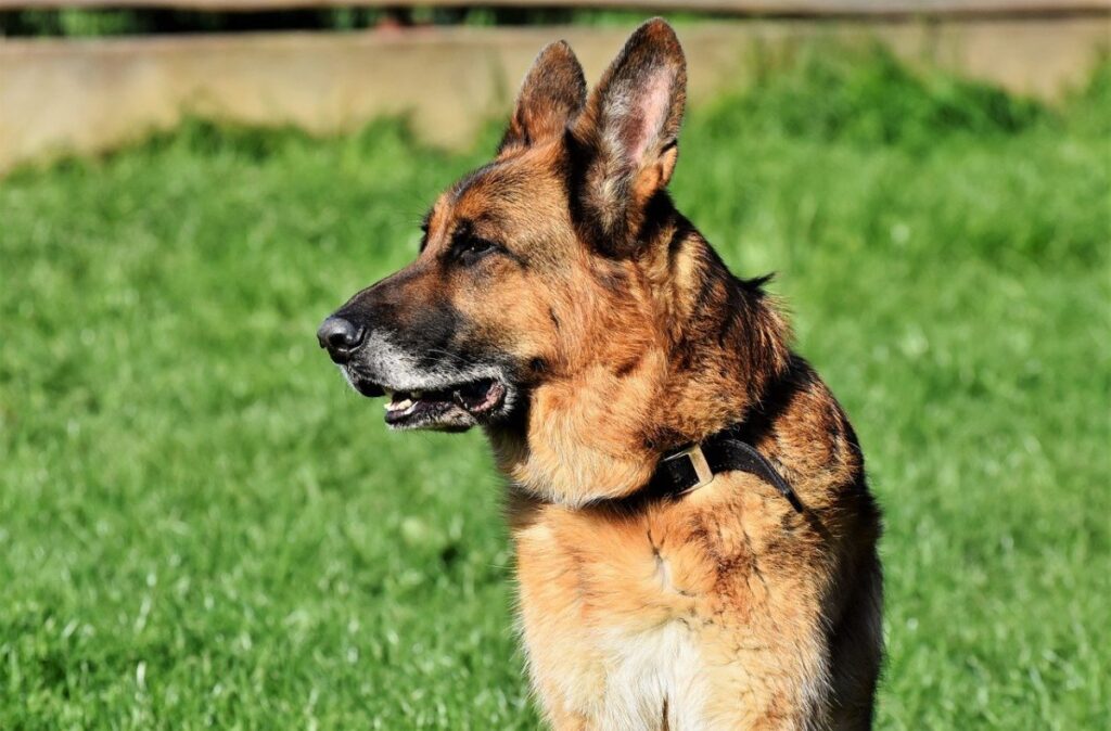 What do German Shepherds Usually Die From? GSD Lifespan
