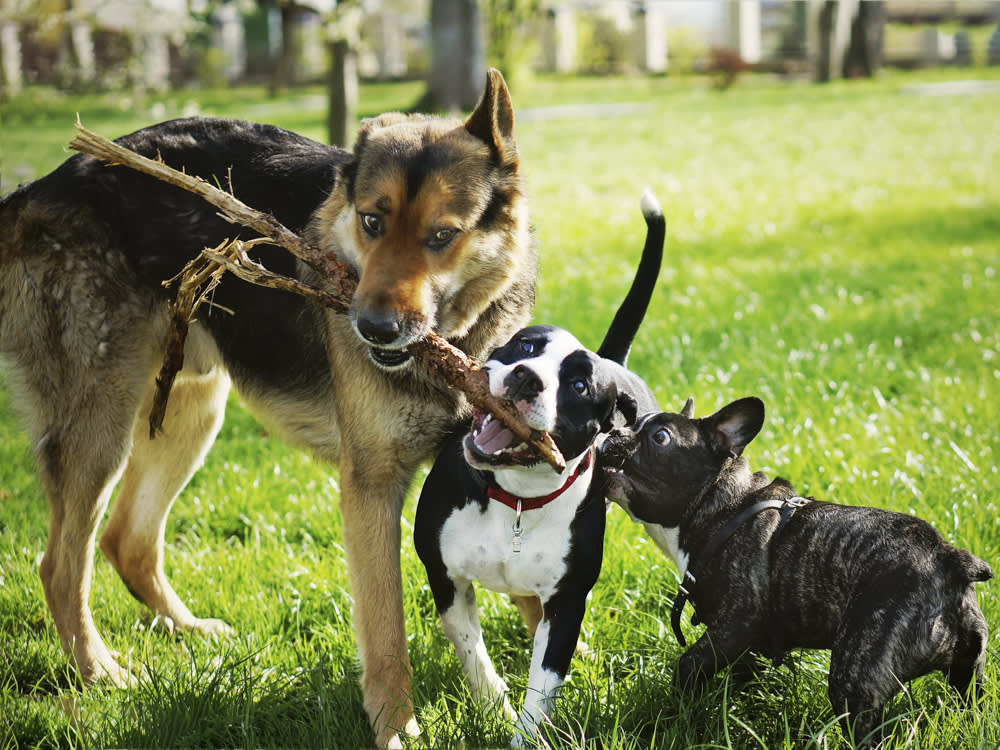 Are German Shepherds Good With Other Dogs? Tips for Socializing Your Pup
