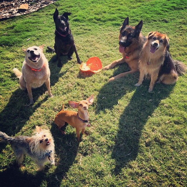 Are German Shepherds Good With Other Dogs? Tips for Socializing Your Pup
