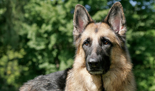 Are German Shepherds Good Hunting Dogs? Yes or No
