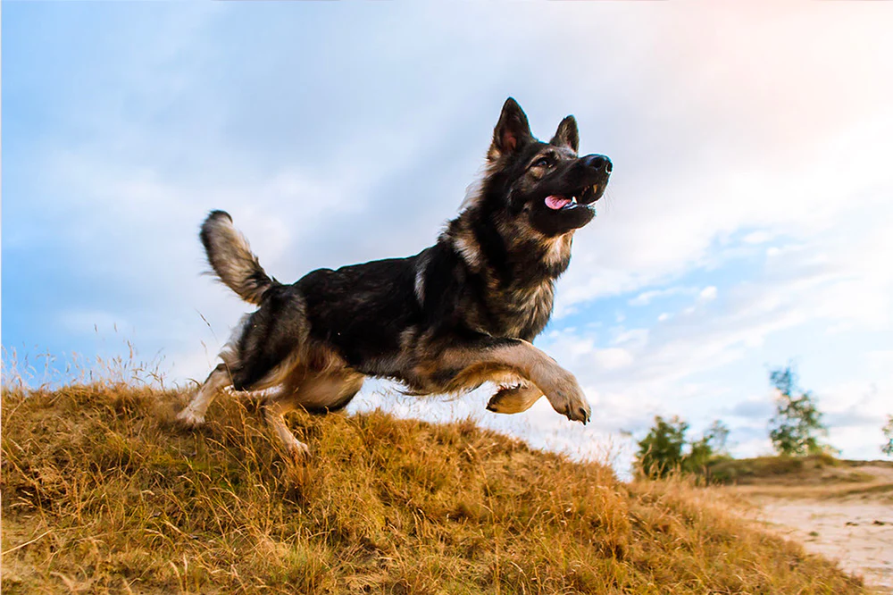 Are German Shepherds Outside Dogs? Pros and Cons
