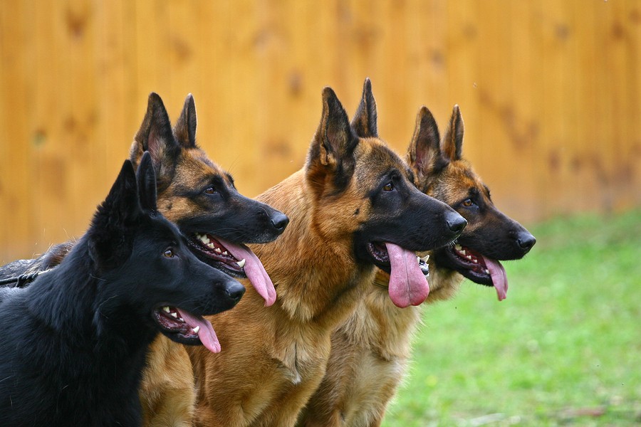 Are German Shepherds Good With Other Dogs? Tips for Socializing Your Pup
