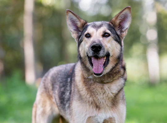 German Shepherd Husky Mix: Are They Right for You?