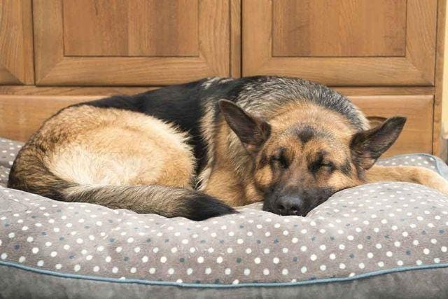 How Much does a German Shepherd Sleep