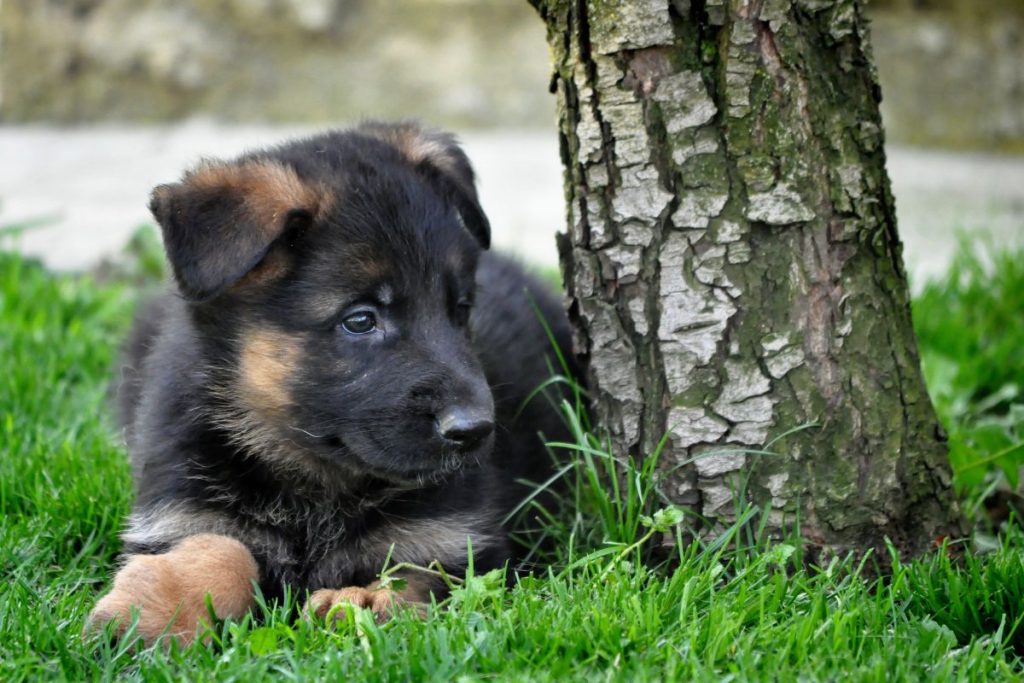 Guidelines for a 7-Week-Old German Shepherd Puppy