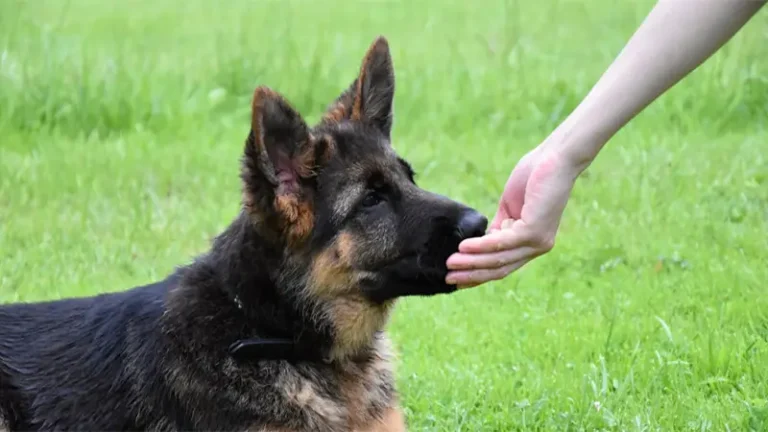 Are German Shepherds Picky Eaters? Feeding Guidelines