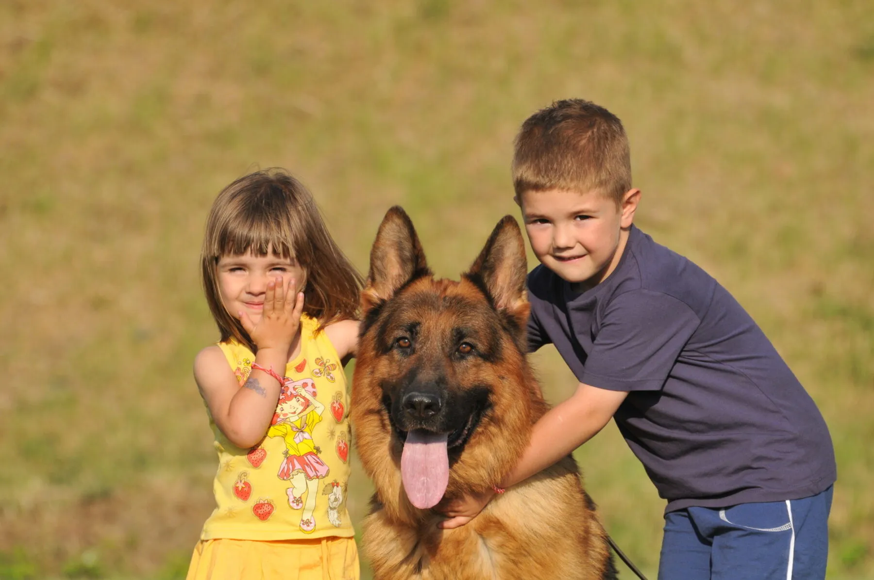 Which type of German Shepherd is Best for Families with Children?