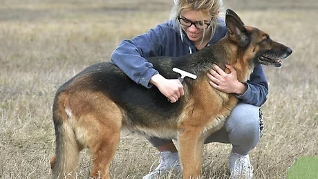 Do German Shepherds Shed a Lot? Tips to Reduce Fur Flying