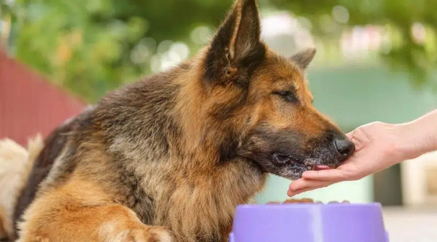 Why Is My German Shepherd Not Eating?