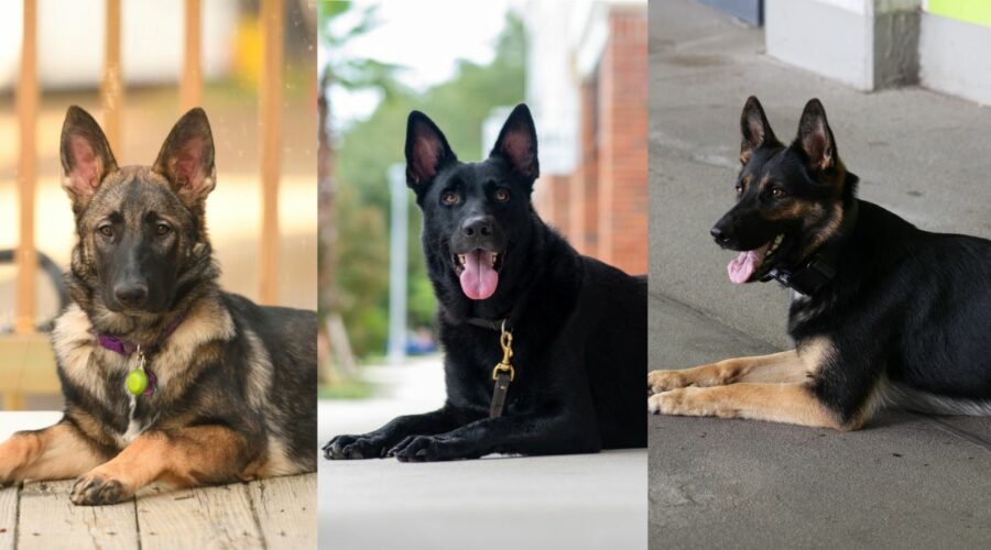 German Shepherd Eyes: Understanding the Range of Colors