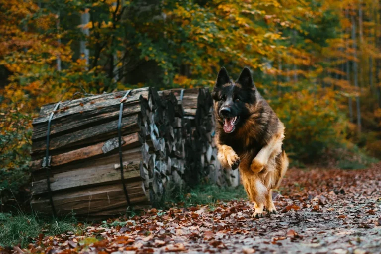 How Fast Can German Shepherds Really Run?