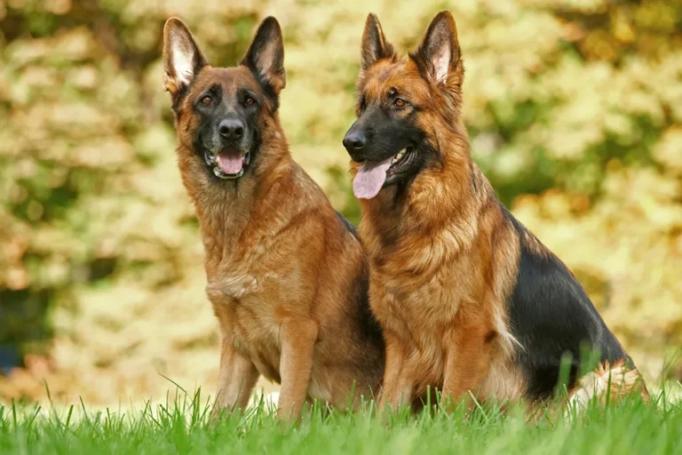 Do German Shepherd Understand German ?