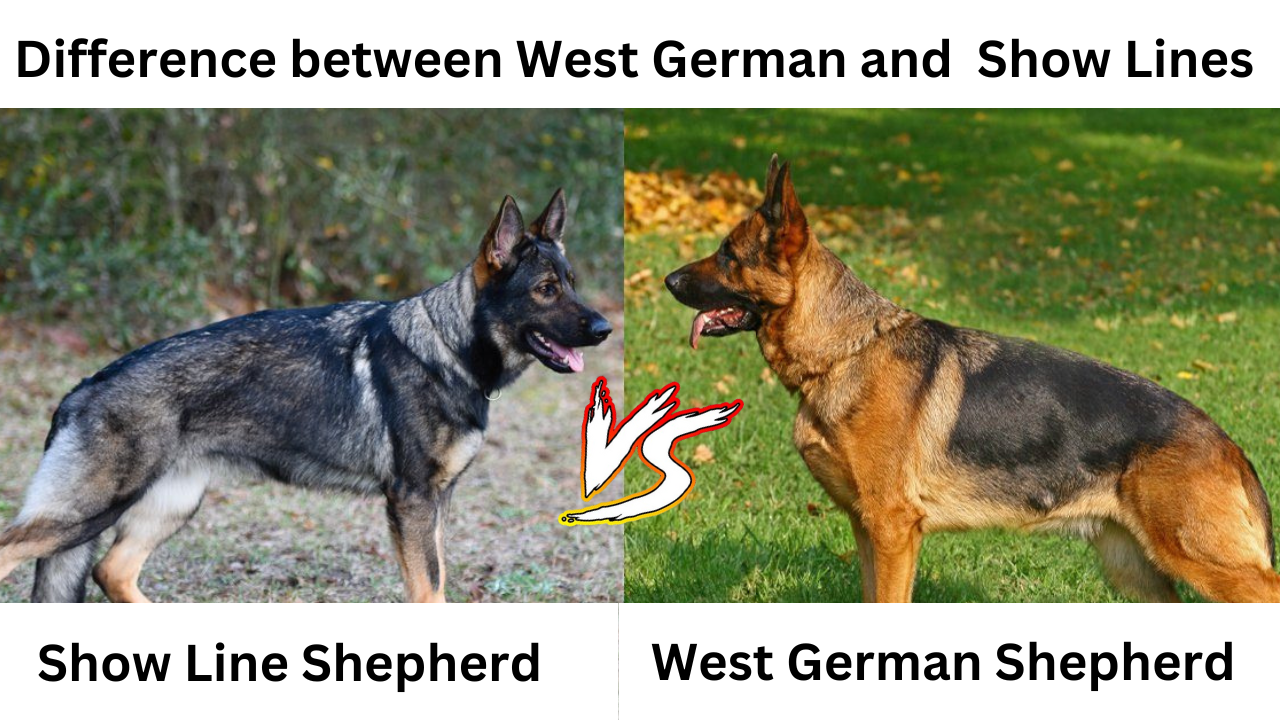 West German Show Lines vs Working Lines: What's the Difference?