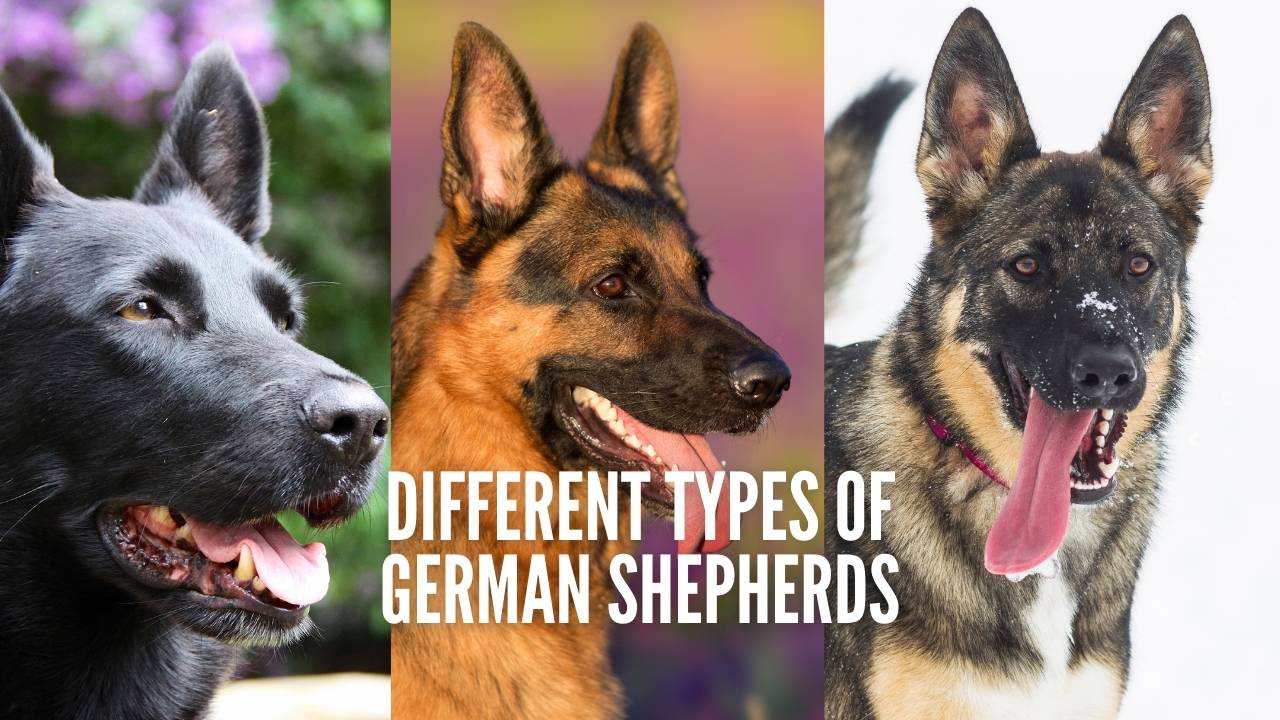 What Are Different Breeds Or Types of German Shepherd