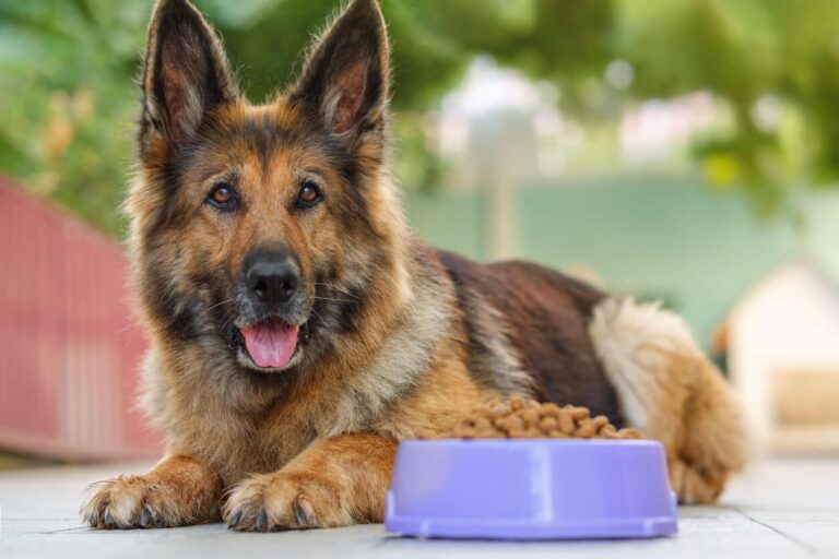 What are some common food allergies in German Shepherds?