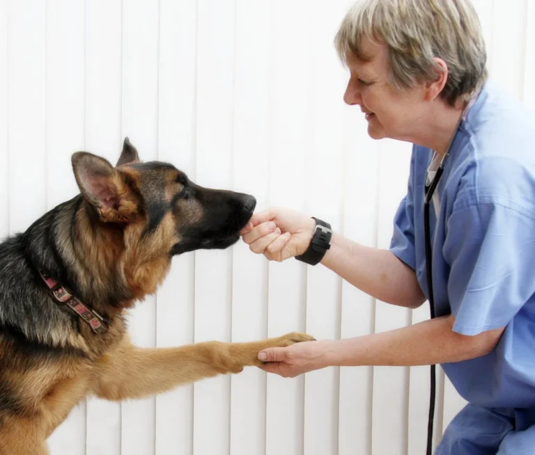 How can I prevent hip dysplasia in my German Shepherd?