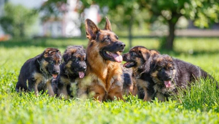 What are the Common Health Problems in German Shepherds?