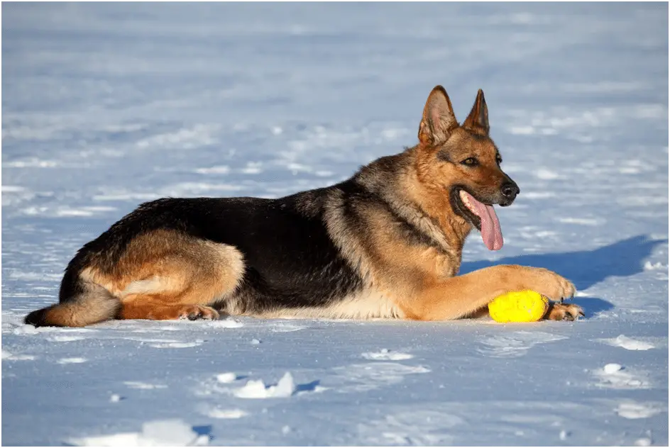 Unlocking the Mystery: Why German Shepherds Breathe Faster Than Other Breeds