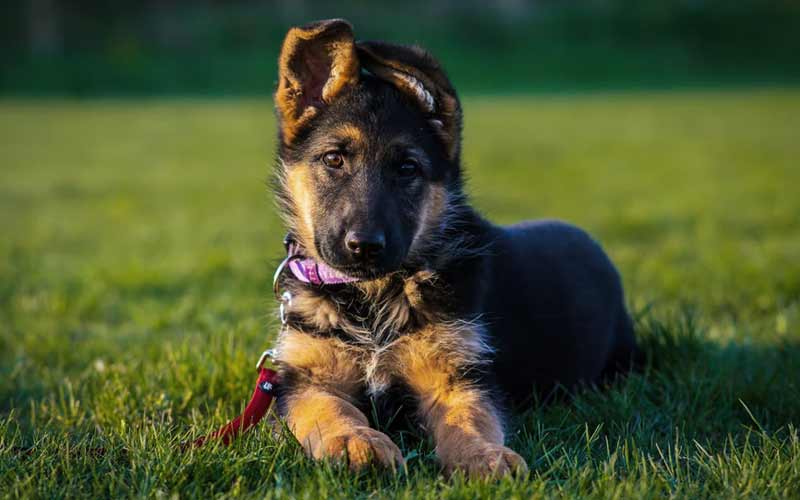 When Do German Shepherd Puppies' Ears Stand Up? 