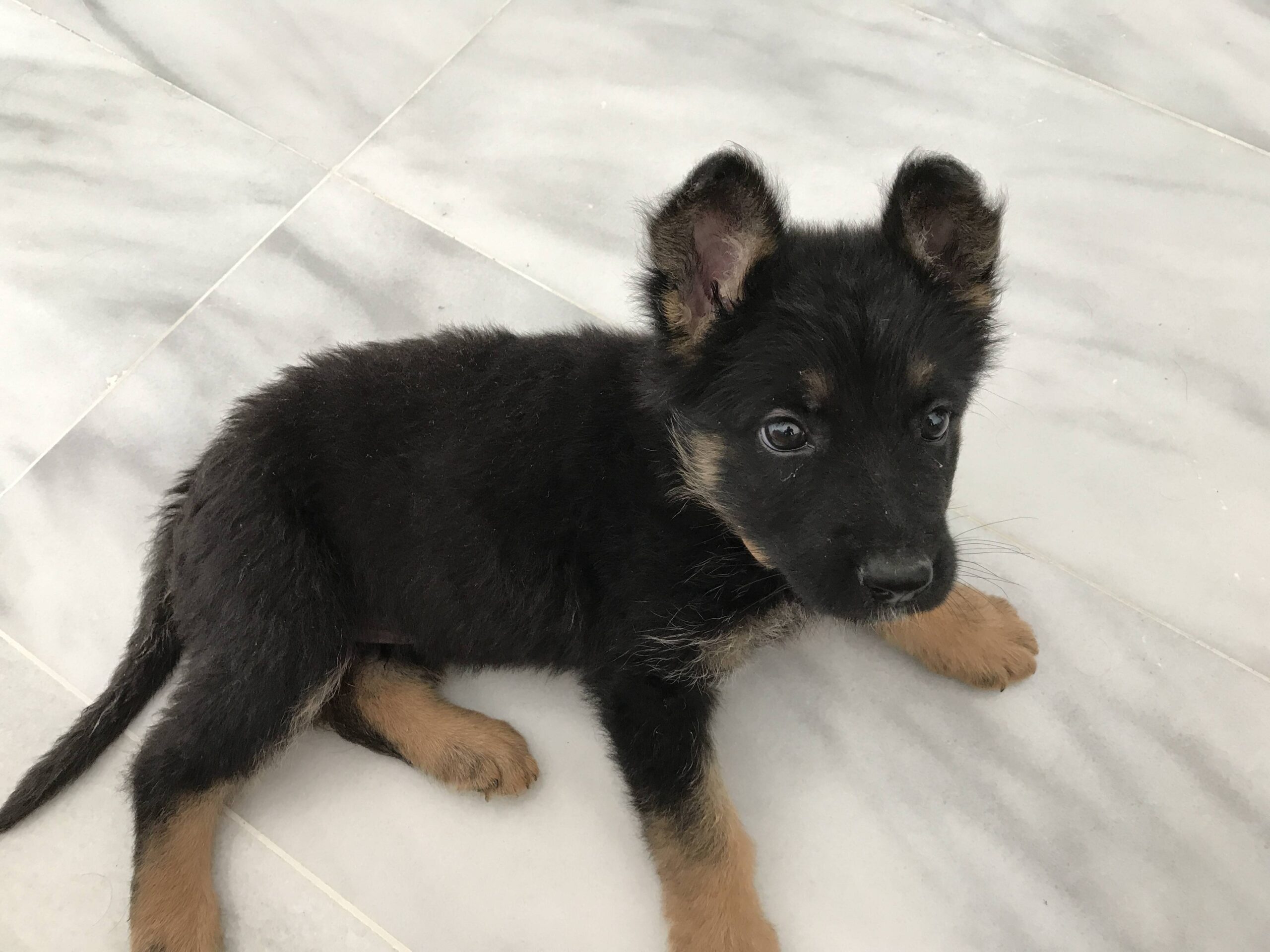 Training and Care Tips for Your 6 Week Old German Shepherd