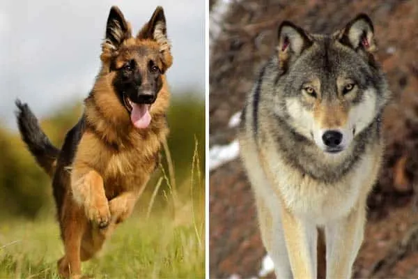 Why Do German Shepherds Look Like Wolves?