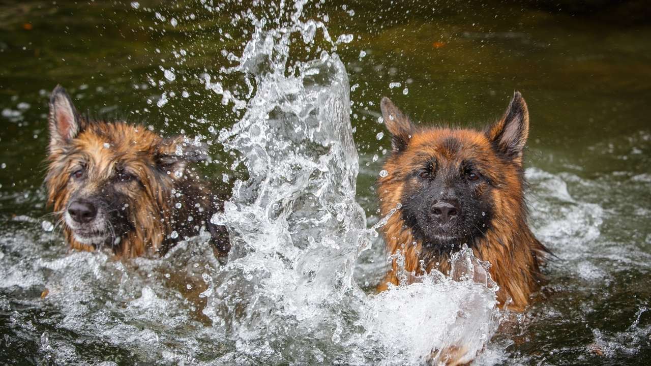 Can German Shepherds Swim? What Every GSD Owner Should Know