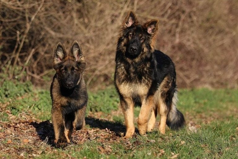 When Do German Shepherds Stop Growing? Average Age and Weight Milestones