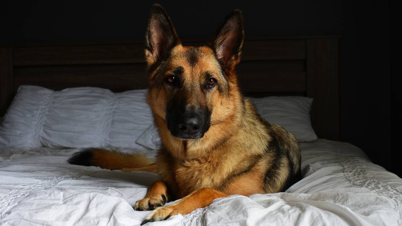 Can a German Shepherd Live in an Apartment?