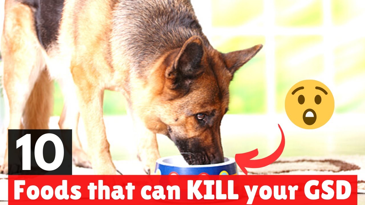 What Can German Shepherds NOT Eat? Keep Your GSD Safe