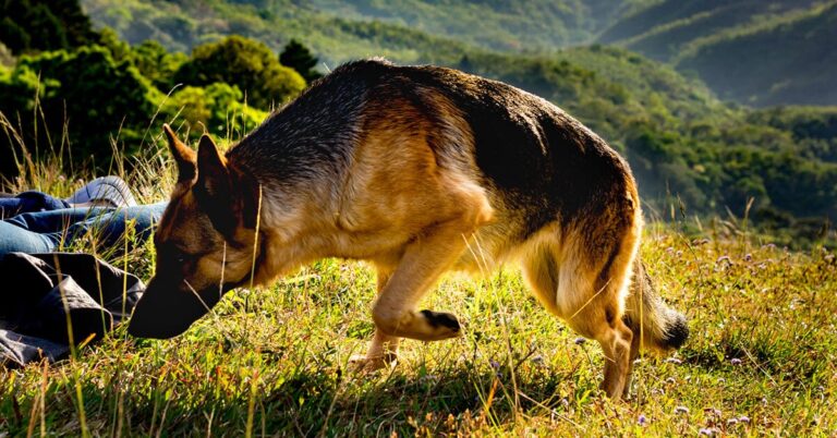 German Shepherd Odor: Tips to Keep Your Dog Smelling Fresh